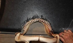 Attaque roches noires