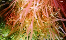 Marché forain du Port - jeudi 13 décembre 2018