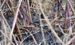 L'est de l'île en proie aux incendies ce dimanche [?]