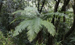 fougère arborescente.