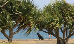 Chien à la plage