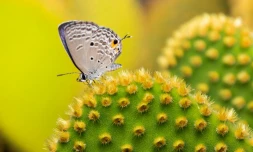 Photographe, Nature, Montagnes