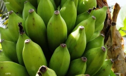 bananes