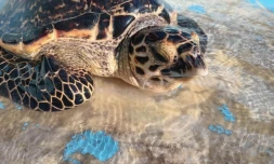 Kélonia : sauvetage au Cap Requin