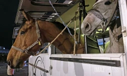 arrivée de chevaux pour les clubs d'équitation