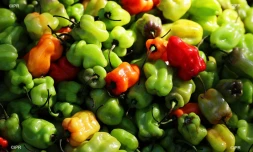 légumes 