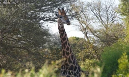 girafe