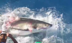 Requin blanc 
