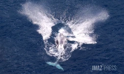 baleines septembre 2023