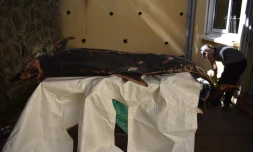 Glocibe, dauphin, mort, cétacé, Terre-Sainte, autopsie