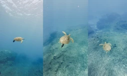 Une jeune tortue victime d’une hélice, Kélonia alerte sur ces collisions parfois mortelles