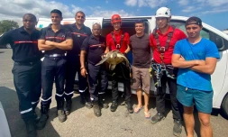 Tortue sauvée par le Grimp
