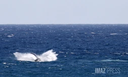 Baleines saint-denis 