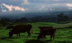 "Le Mal de l'Ombre", enquête sur la leucose bovine