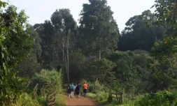 La forêt de Karura près de Nairobi le 17 septembre 2019