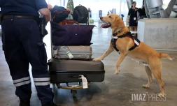 chien des douanes à gillot