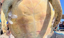 tortue st gilles