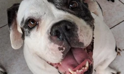Une récompense de 1000 euros pour retrouver Georgette, une chienne disparue à l'Etang-Salé