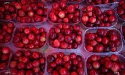 goyavier fruit 