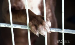 chien en fourrière 