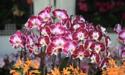 festi-plantes à saint andré thème bien être