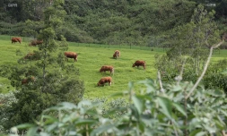 vaches 