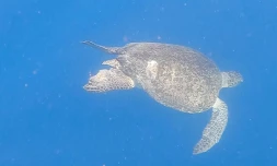 Tortue blessée
