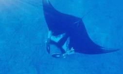 Raie manta