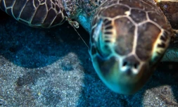 Une jeune tortue rĂ©cupĂ©rĂ©e par KĂ©lonia blessĂ©e par du fils de pĂȘche