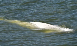 Un béluga, repéré dans la Seineà Courcelles-sur Seine, le 5 août 2022 dans l'Eure