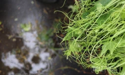 Marché forain du Port après Belal