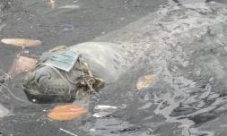 éléphante de mer bibi retrouvée morte