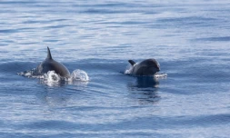 Une cinquantaine de grands dauphins communs Ă la Grande Chaloupe