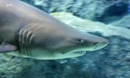 Requins
