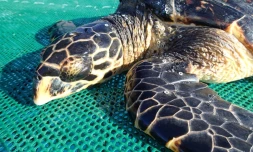 Une tortue verte découverte en baie de St Paul
