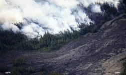 Incendie, Grand brûlé, Sainte-Rose, feu, végétation