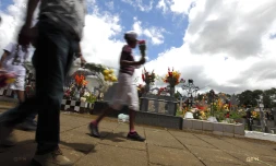 Fête de la Toussaint: "offrons des fleurs et non des moustiques"