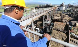 Lundi 11 Juillet 2011 Bois rouge - Début de la coupe de la canne dans l\'estPhoto Mamousse Mathieu