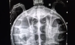 Tortue Kelonia pas survécu avril 2023