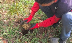 Département : 500 nouveaux arbres à Dioré grâce à l'engagement de tous