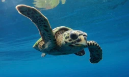 Miti, petite tortue libérée par Kélonia