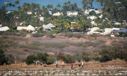 canne et urbanisation 