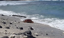 Trois-Bassins : retour vers l'océan pour Anto, une tortue caouanne pêchée au large de La Réunion [?]