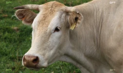 Vaches 