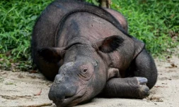 Indra, rhinocéros de Sumatra, dont les rhinocéros de Bornéo sont une sous-espèce, au parc national Way Kambas, en Indonésie, le 16 février 2025 ( AFP / PERDIANSYAH )