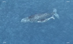 Baleines 