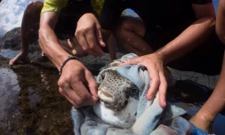Les Amis du Cap relâchaient le fugu à Saint-Paul. (Photos Thierry Peres)