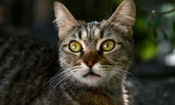 Les chats pourraient nous aider à mieux comprendre et peut-être même mieux soigner certains de nos cancers, dont celui du sein, selon un groupe de chercheurs internationaux ( AFP / Ozan KOSE )