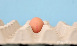 oeuf de poule 