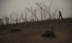 Roberto Carvalho, guide touristique de 50 ans, à la recherche d'un jaguar blessé dans le Pantanal brésilien le 13 de septembre 2020